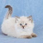 Ragdoll3
